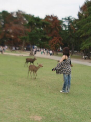 Kazuha Nakamura 中村 一葉 | LESSERAFIM